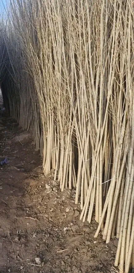 صنوبر و نهال گیلاس بادام|خدمات باغبانی و درختکاری|نمین, |دیوار