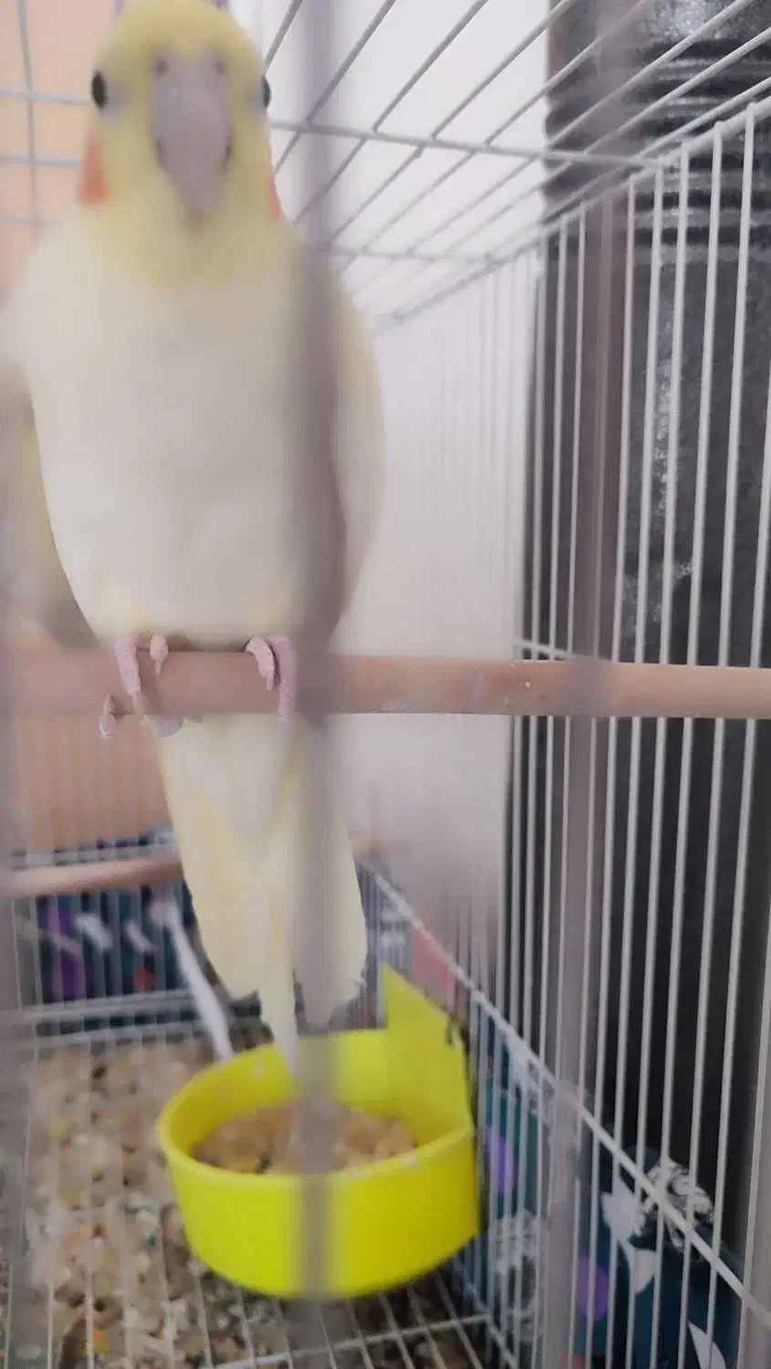 یک جفت عروس هلندی تخم گذار همراه با قفس و وسایل|پرنده|مشهد, توس (بلوار توس)|دیوار