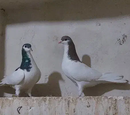 کبوتر شهری|پرنده|مرودشت, بهارستان|دیوار