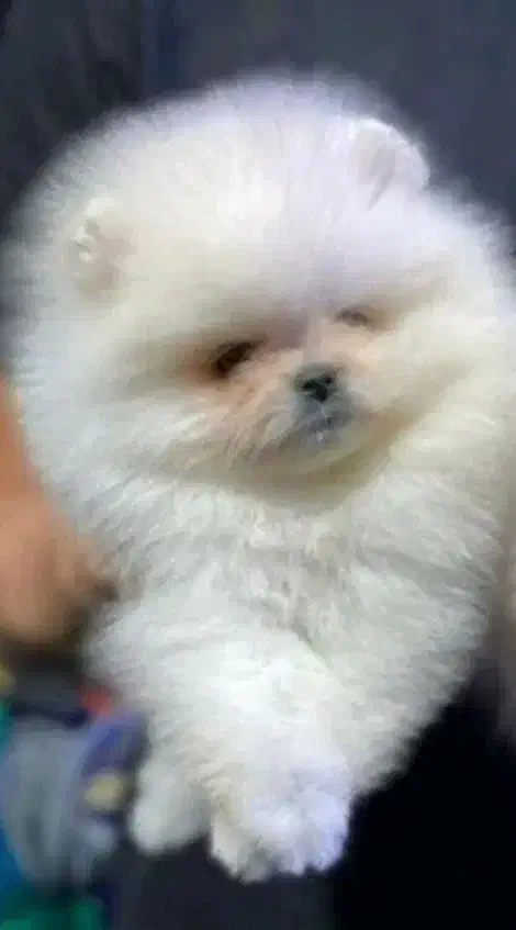 خرسی|سگ|شیراز, اصلاح‌نژاد|دیوار