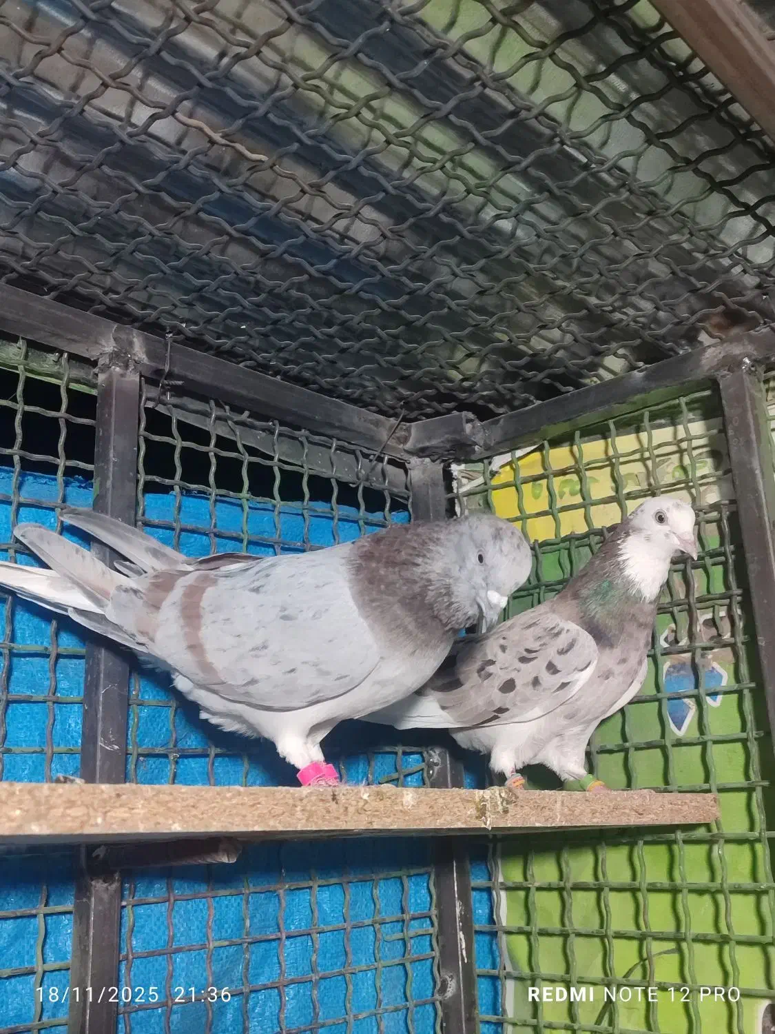 کفتر سرور پرش سنگین دو رقمی|پرنده|ایرانشهر, |دیوار