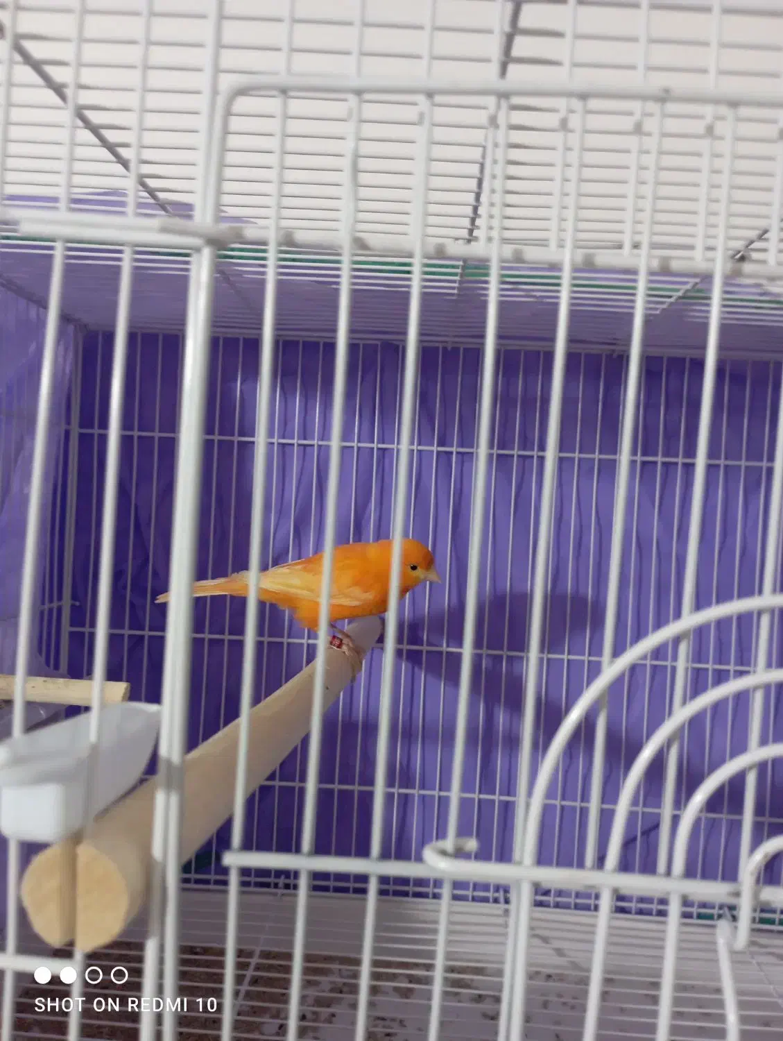 قناری|پرنده|کرمان, |دیوار