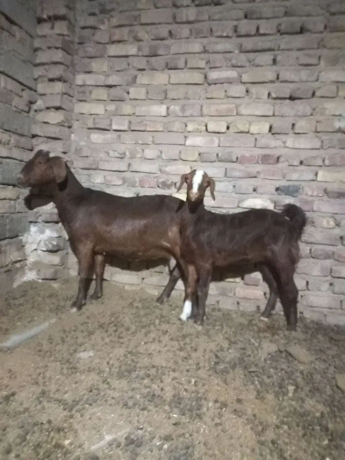 سلام بز ماده با کهره ماده|حیوانات مزرعه|زابل, |دیوار