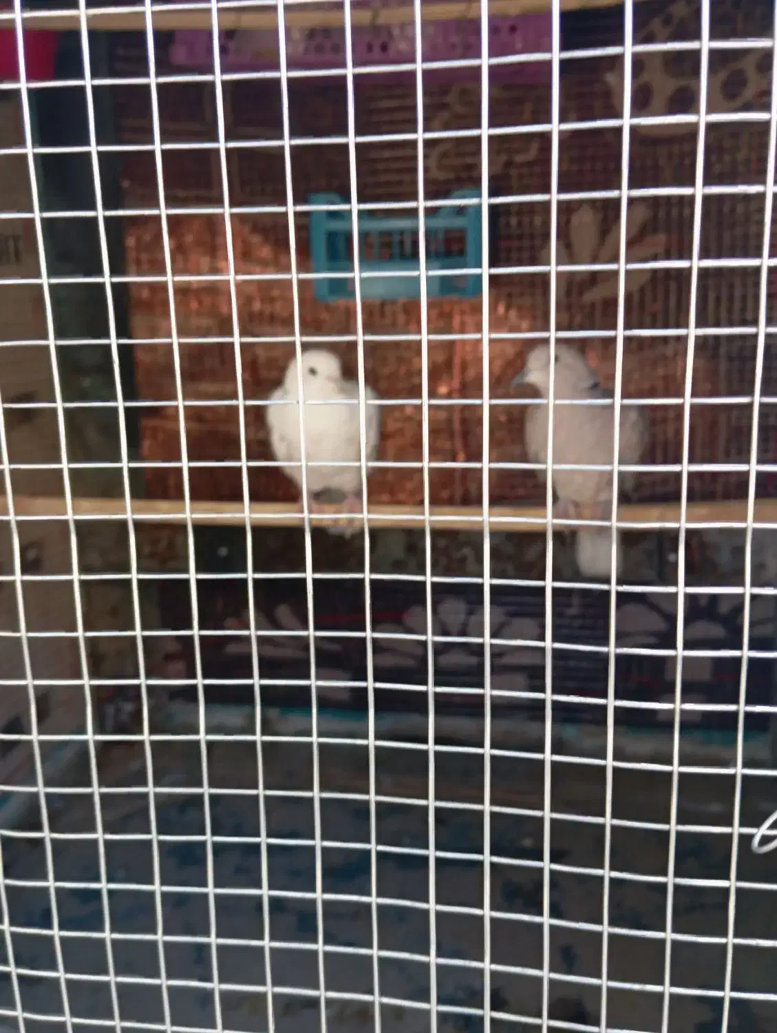 کپوت|پرنده|جالق, |دیوار