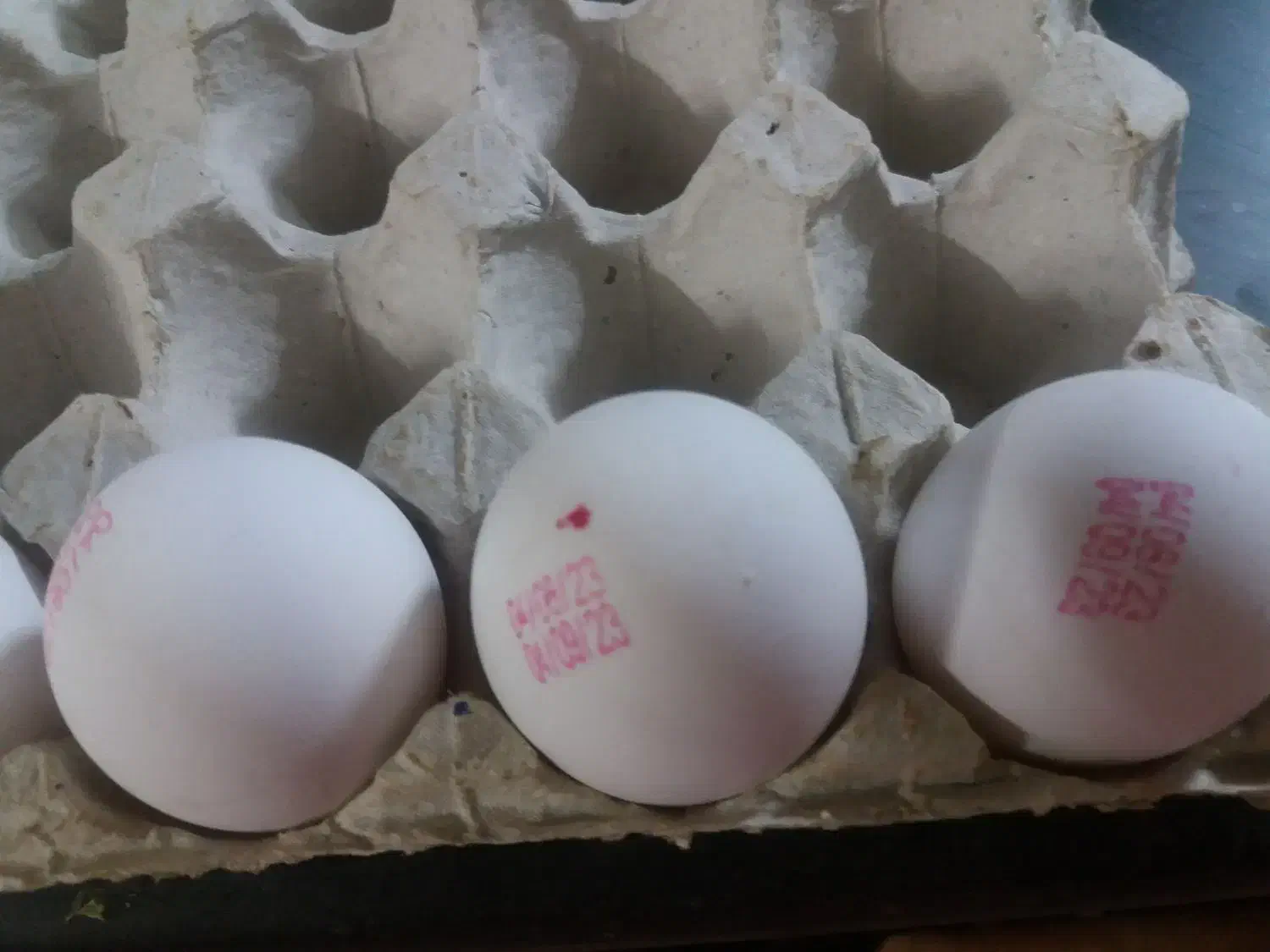 سفیده تخم مرغ|خوردنی و آشامیدنی|قم, خاکفرج|دیوار