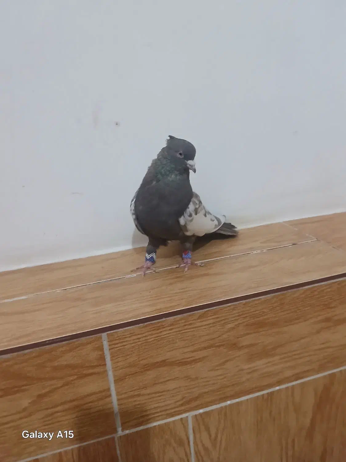 سینه قهوه نر|پرنده|مرودشت, رامجرد یک|دیوار