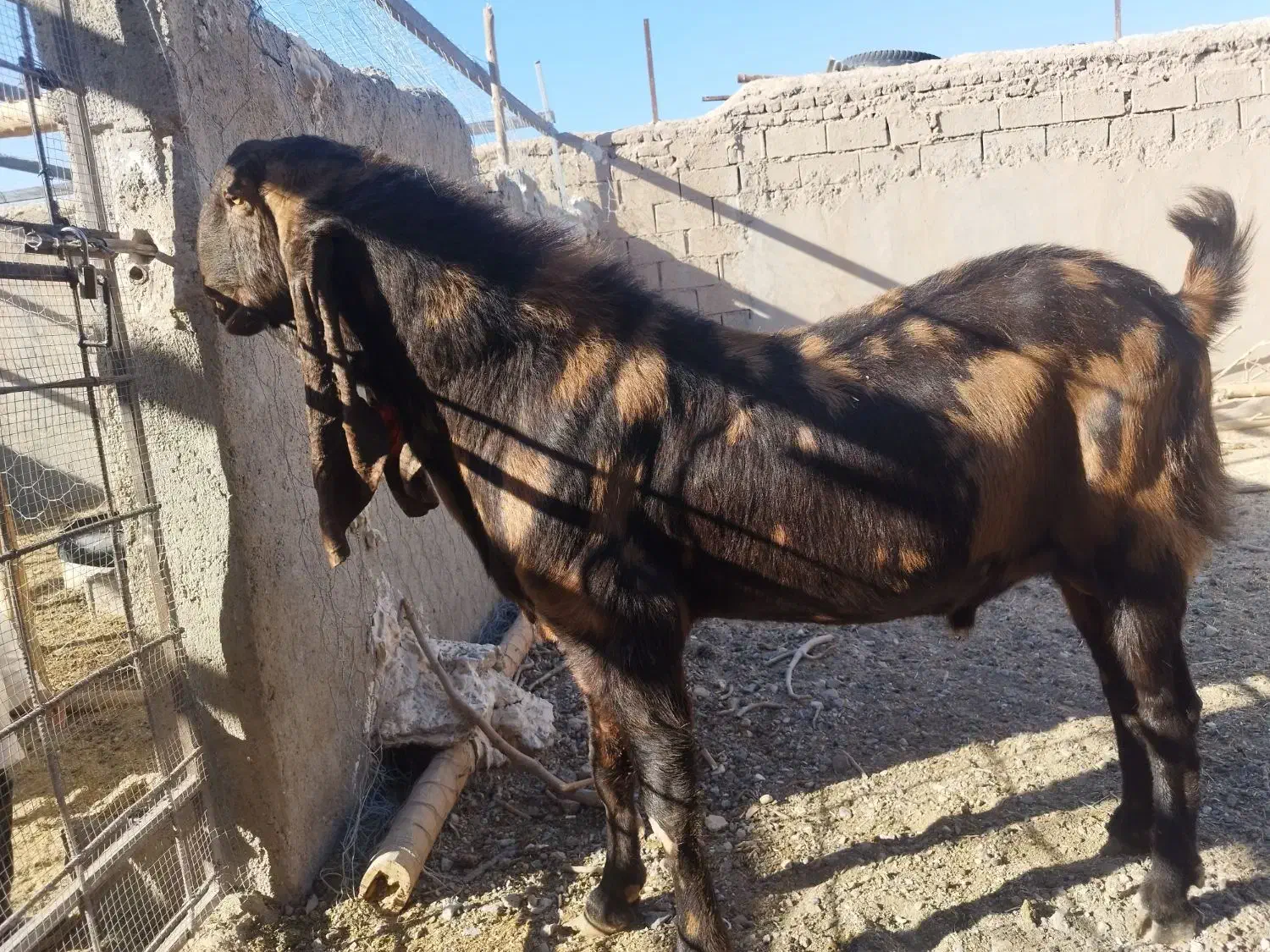 بز پاکستانی|حیوانات مزرعه|خواف, |دیوار