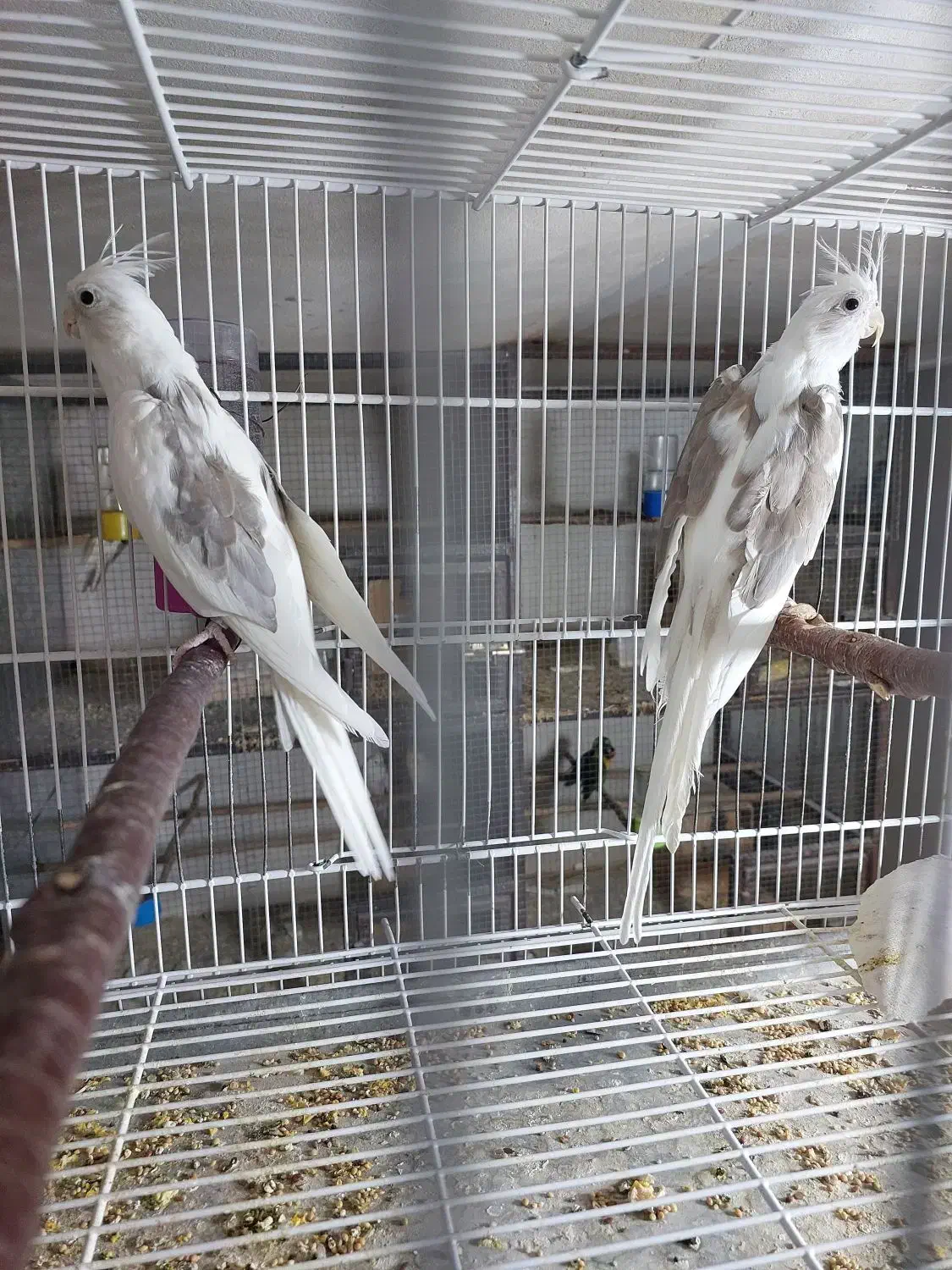 جفت عروس هلند ادرس برازجان|پرنده|برازجان, |دیوار