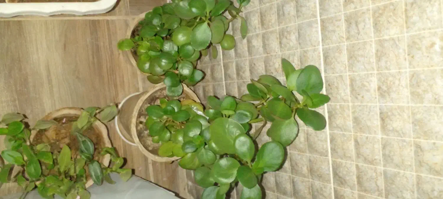 گل ناز|گل و گیاه طبیعی|خرمدره, |دیوار