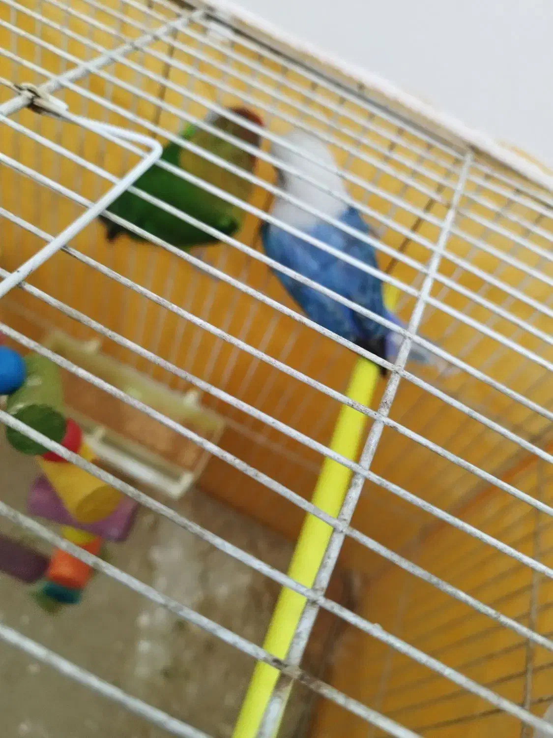 کوتوله بریزیلی|پرنده|مشهد, امیریه|دیوار