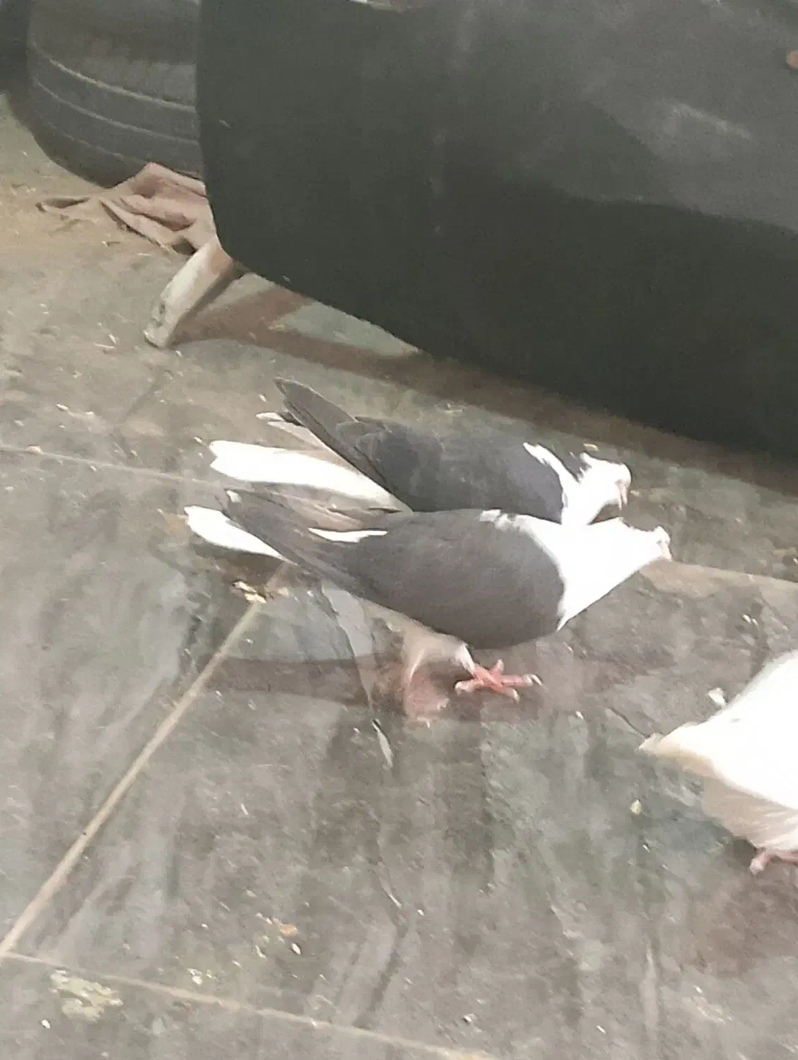 جوجه|پرنده|سبزوار, جهاد کشاورزی|دیوار