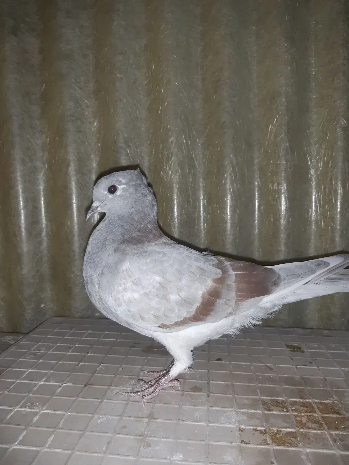 کبوترفروشی|پرنده|تهران, افسریه شمالی|دیوار