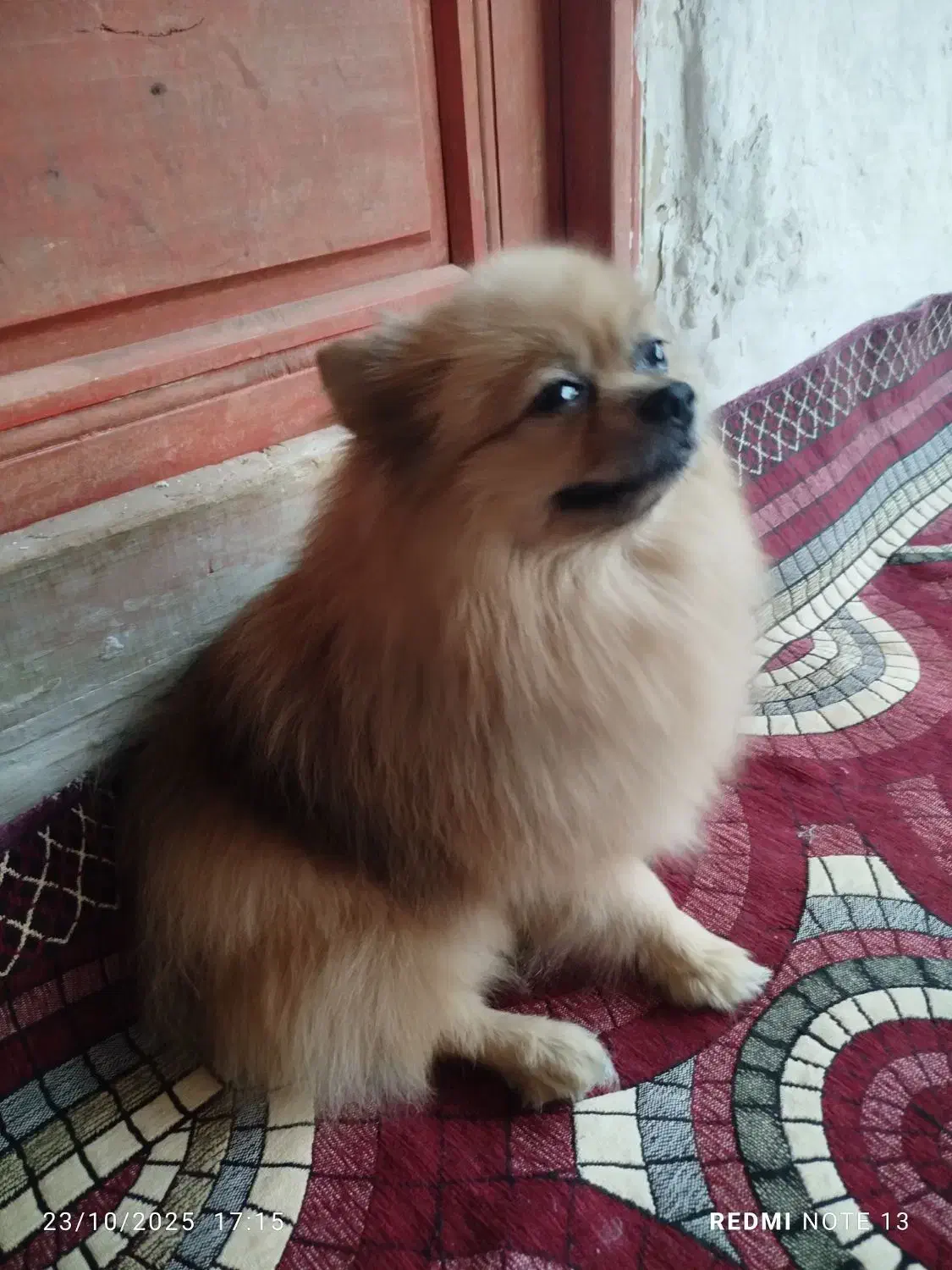 پامر خرسی روباهی|سگ|سیاهکل, |دیوار