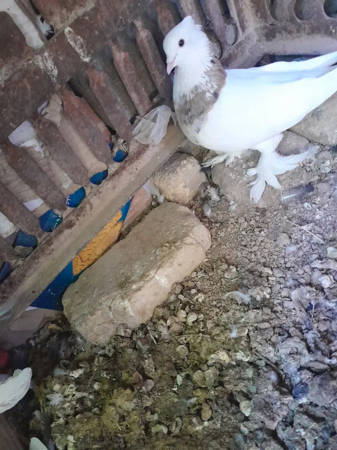 جفت طوقی|پرنده|شهرضا, |دیوار