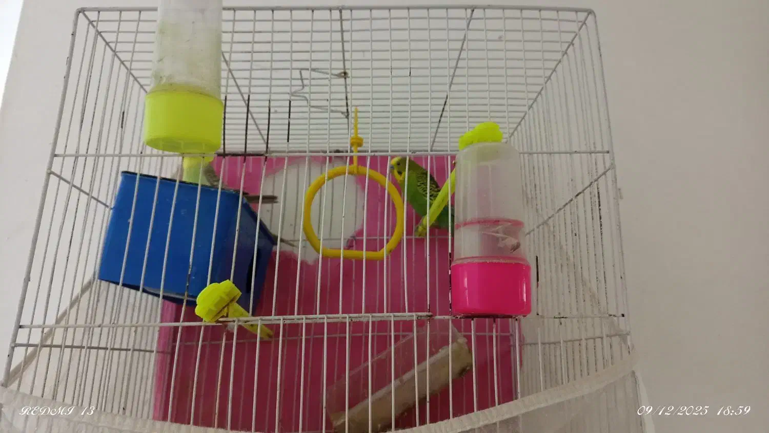 مرغ عشق|پرنده|مشهد, همت آباد|دیوار