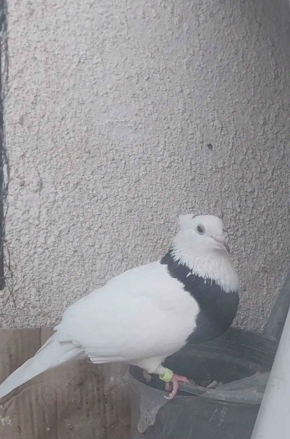 یک  جوجه|حیوانات|بیرجند, |دیوار