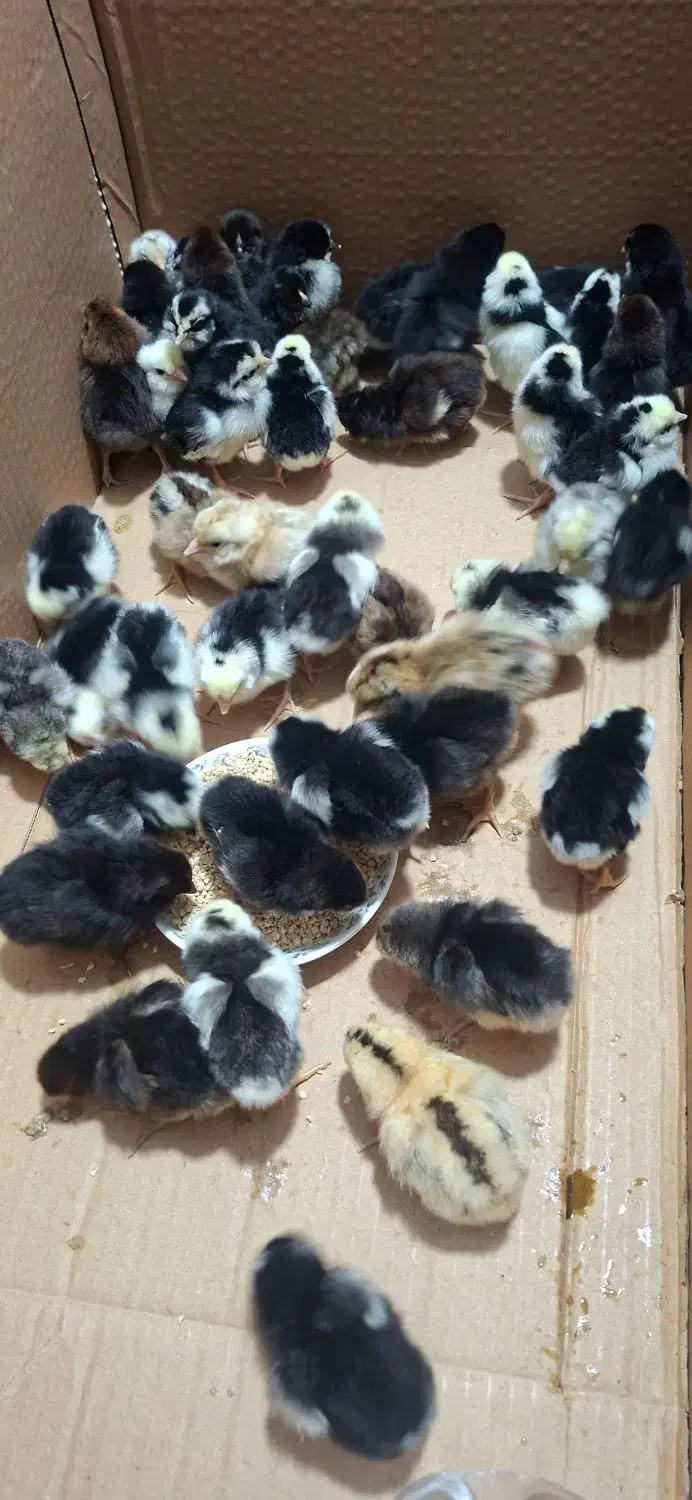 جوجه گلین|پرنده|رامیان, |دیوار