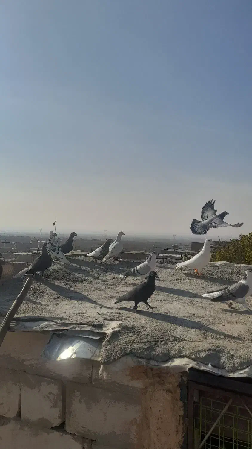 کفتر پرشی|پرنده|زبرخان, |دیوار