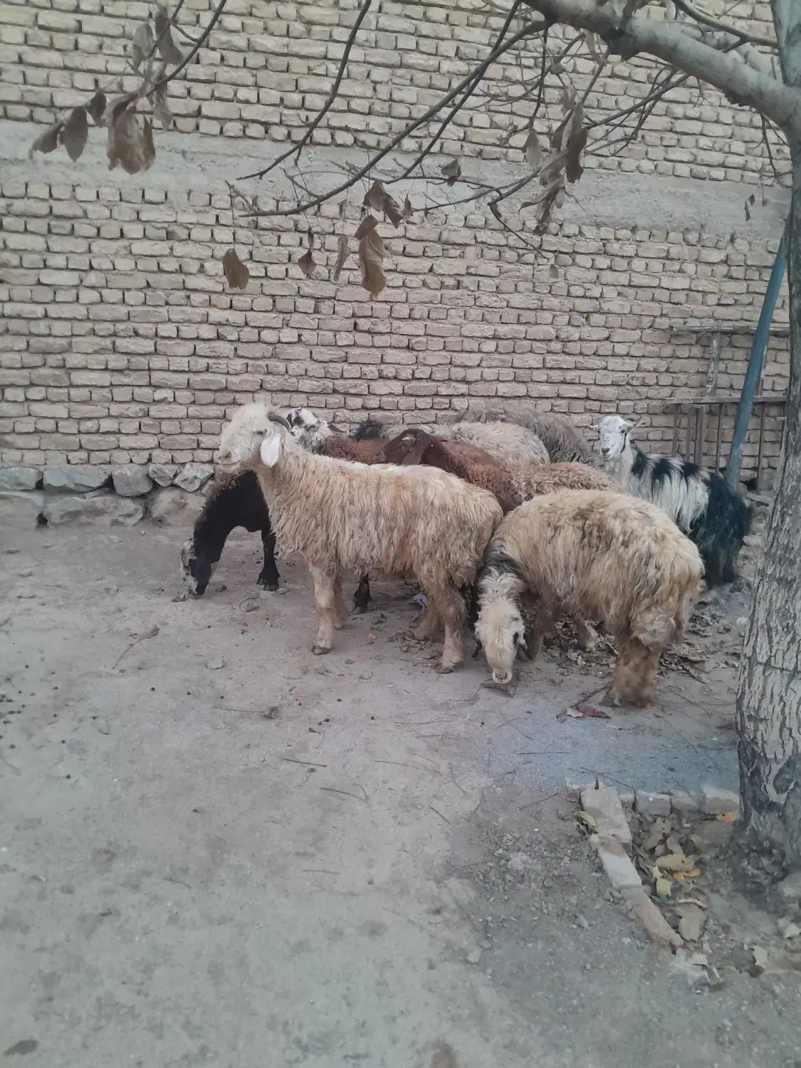 حیوانات مزرعه|حیوانات مزرعه|داران, |دیوار