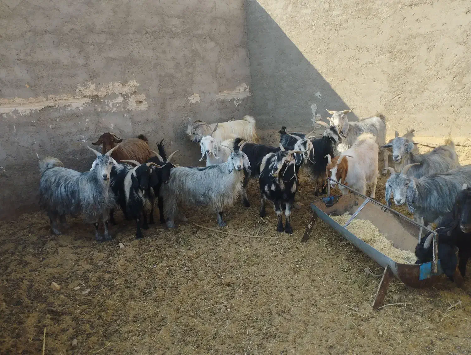 17راس بزفروشی|حیوانات مزرعه|بافق, |دیوار