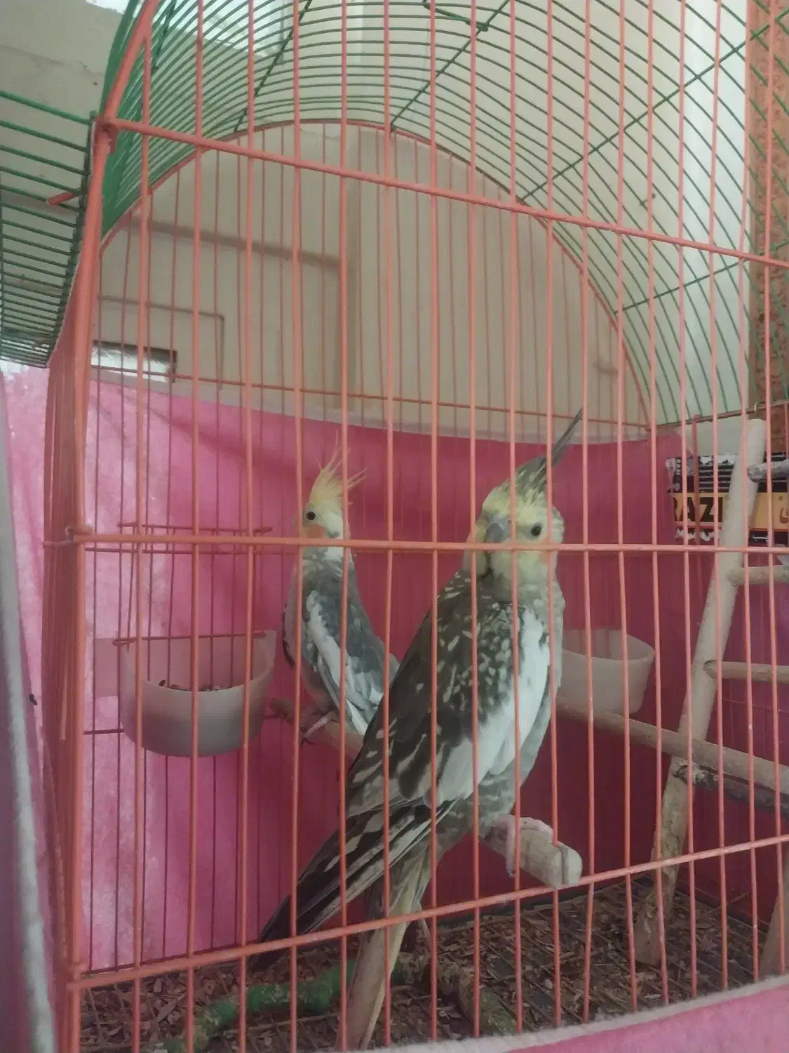 عروس هلندی|پرنده|اصفهان, کارلادان|دیوار