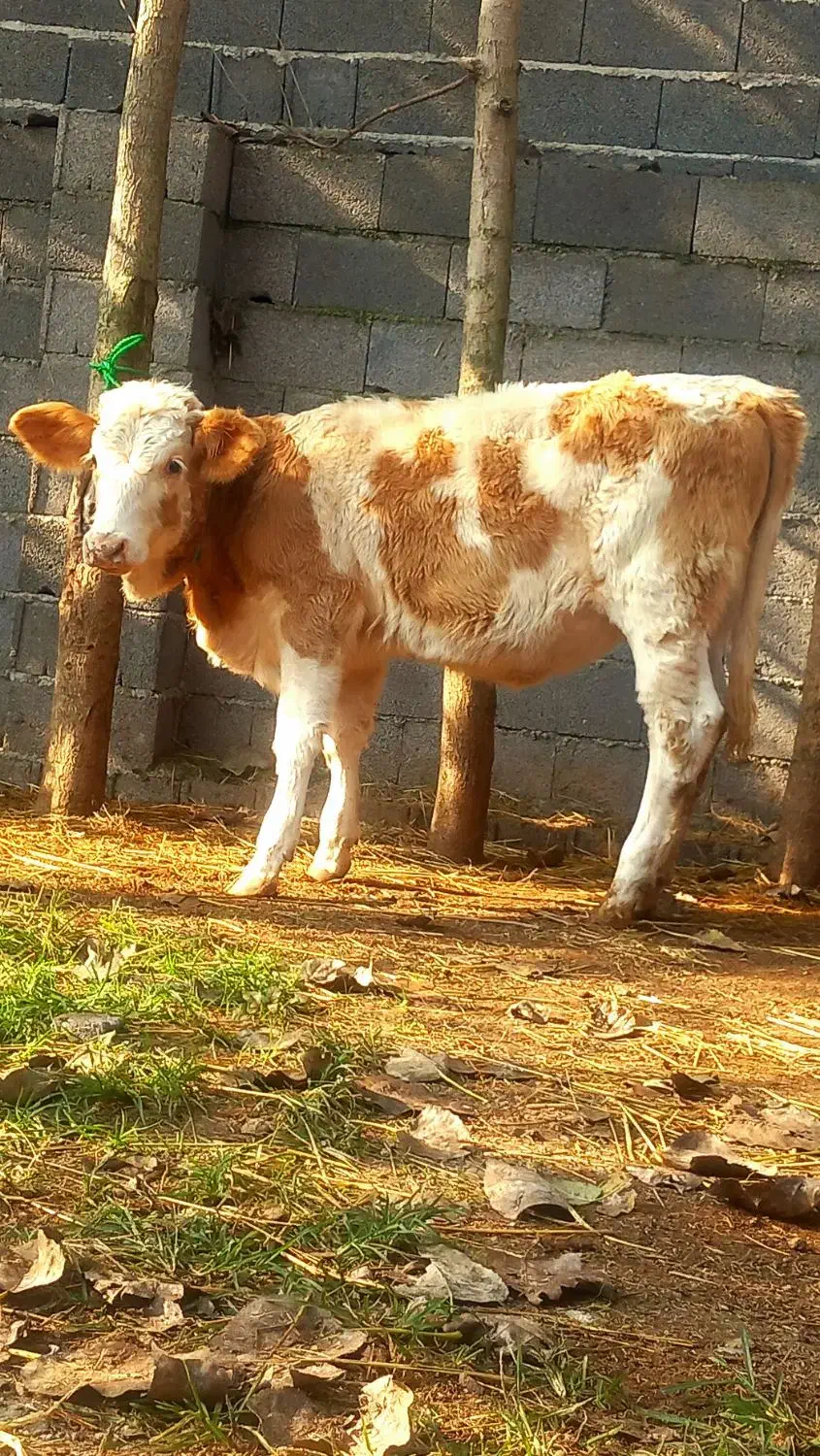 3 راس گاو .. لیشه چالوسی.. سیمینتال|حیوانات مزرعه|رشت, بازار|دیوار