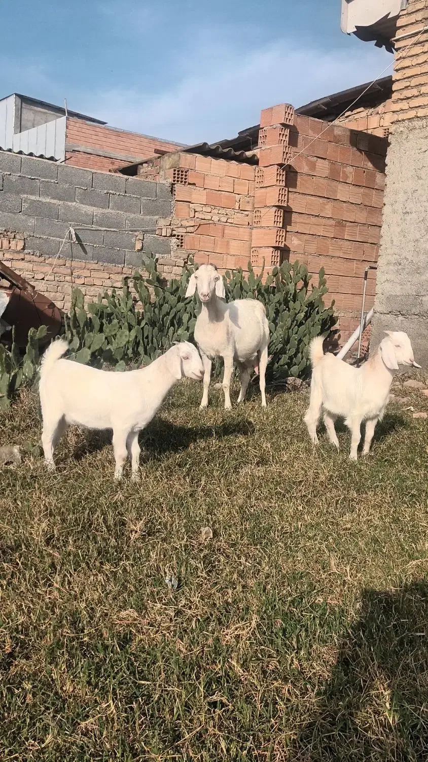 بز سانن|حیوانات مزرعه|بندر ترکمن, |دیوار