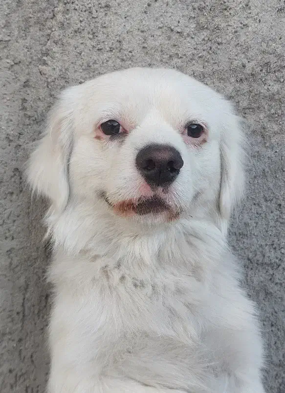 سگ پاکوتاه|سگ|زنجان, |دیوار