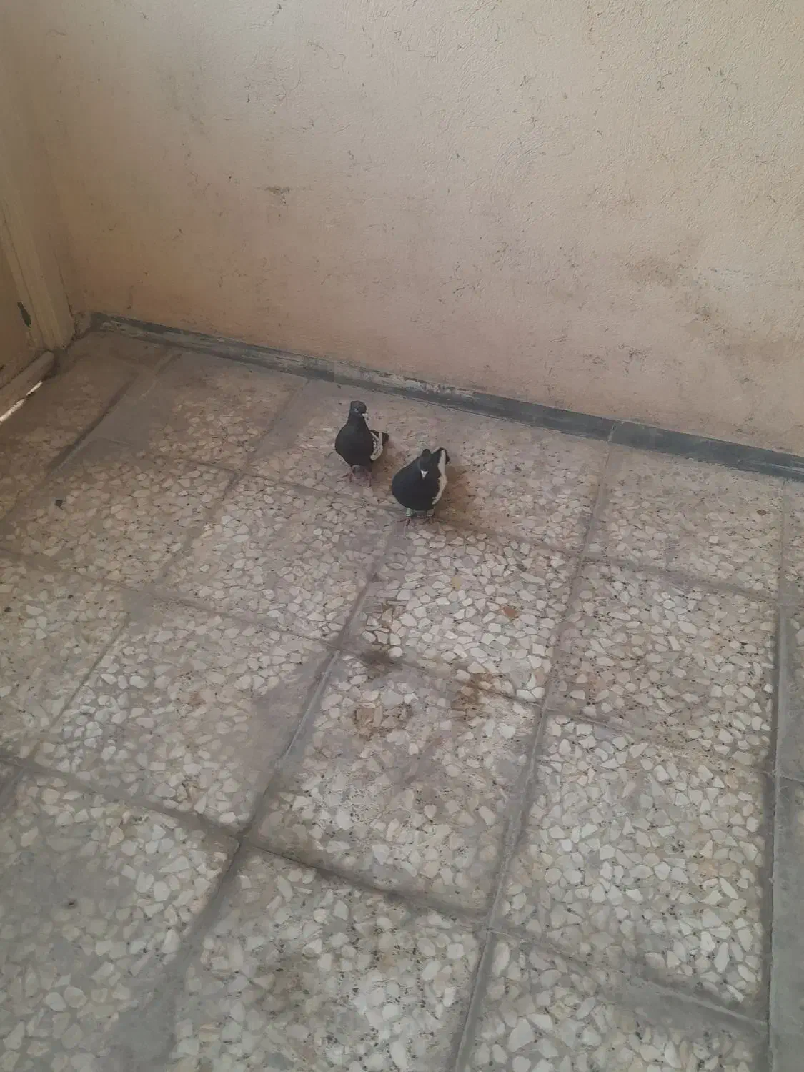 سینه ای|پرنده|شیراز, گویم|دیوار