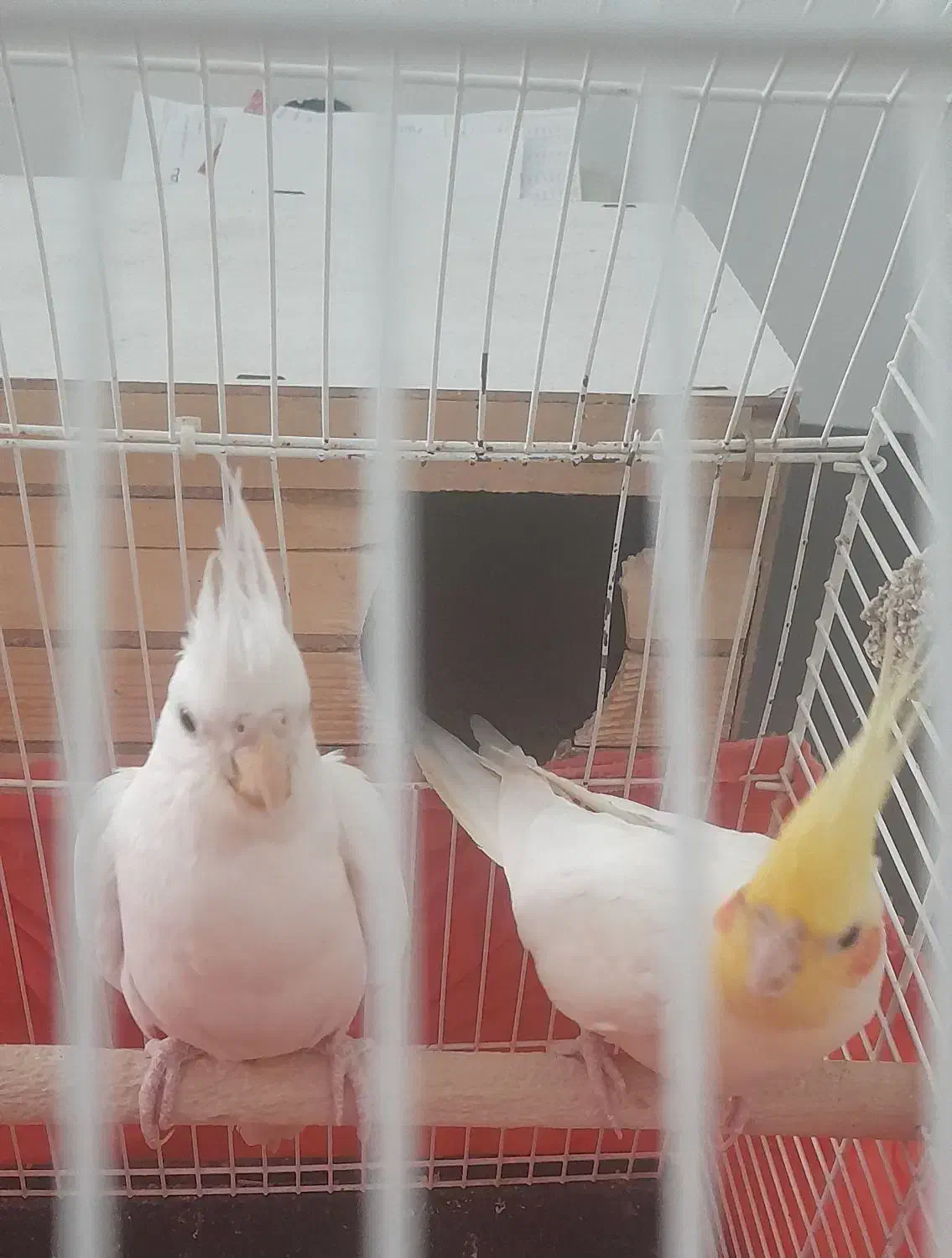 عروس جفت|پرنده|تهران, فلسطین (میدان انقلاب)|دیوار