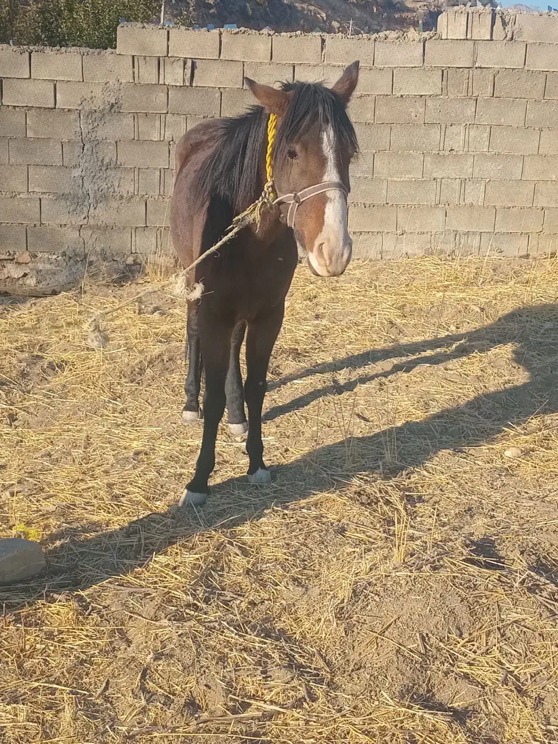 فروش  ماده هست|اسب و تجهیزات اسبسواری|یاسوج, |دیوار