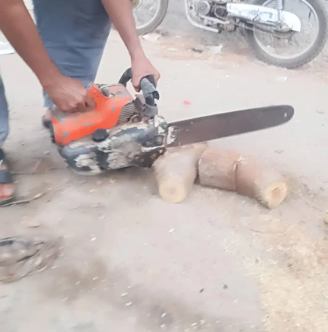 قطع درختان مزاحم|خدمات باغبانی و درختکاری|قشم, |دیوار