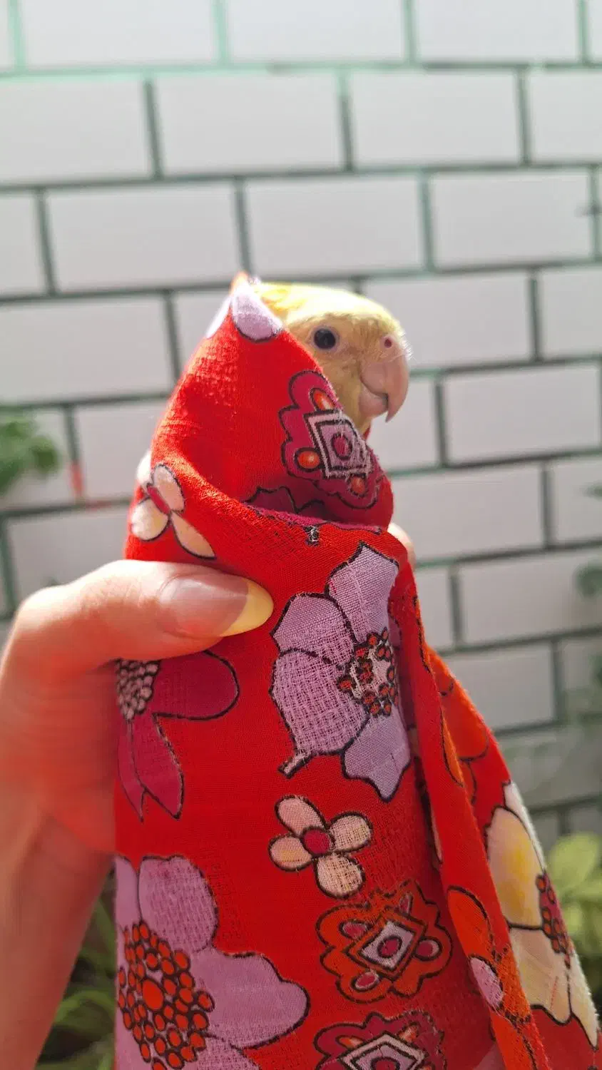 جفت عروس هلندی|پرنده|سرپل ذهاب, |دیوار