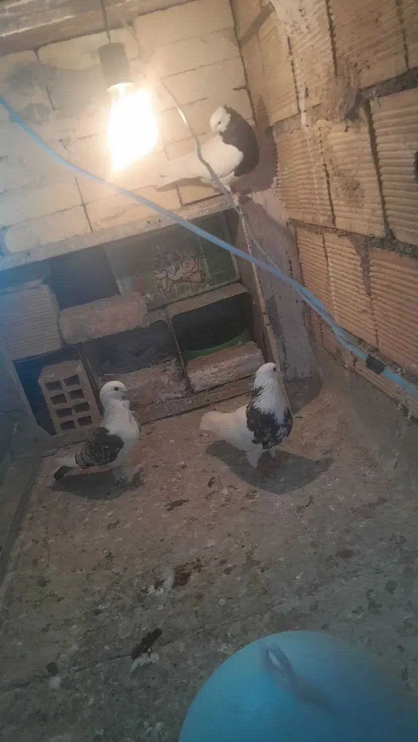 کبوتر رنگی|پرنده|مبارکه, |دیوار