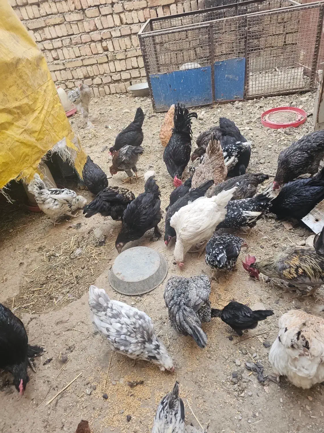 فروش خروس و مرغ رسمی|حیوانات مزرعه|کهریزک, |دیوار