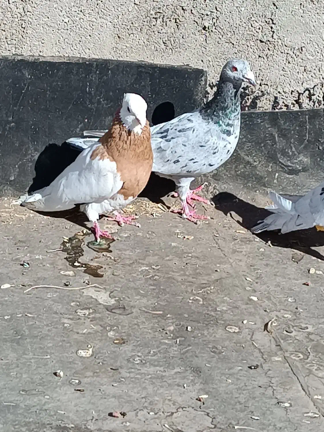 کبوتر|پرنده|نیشابور, مبارکه|دیوار