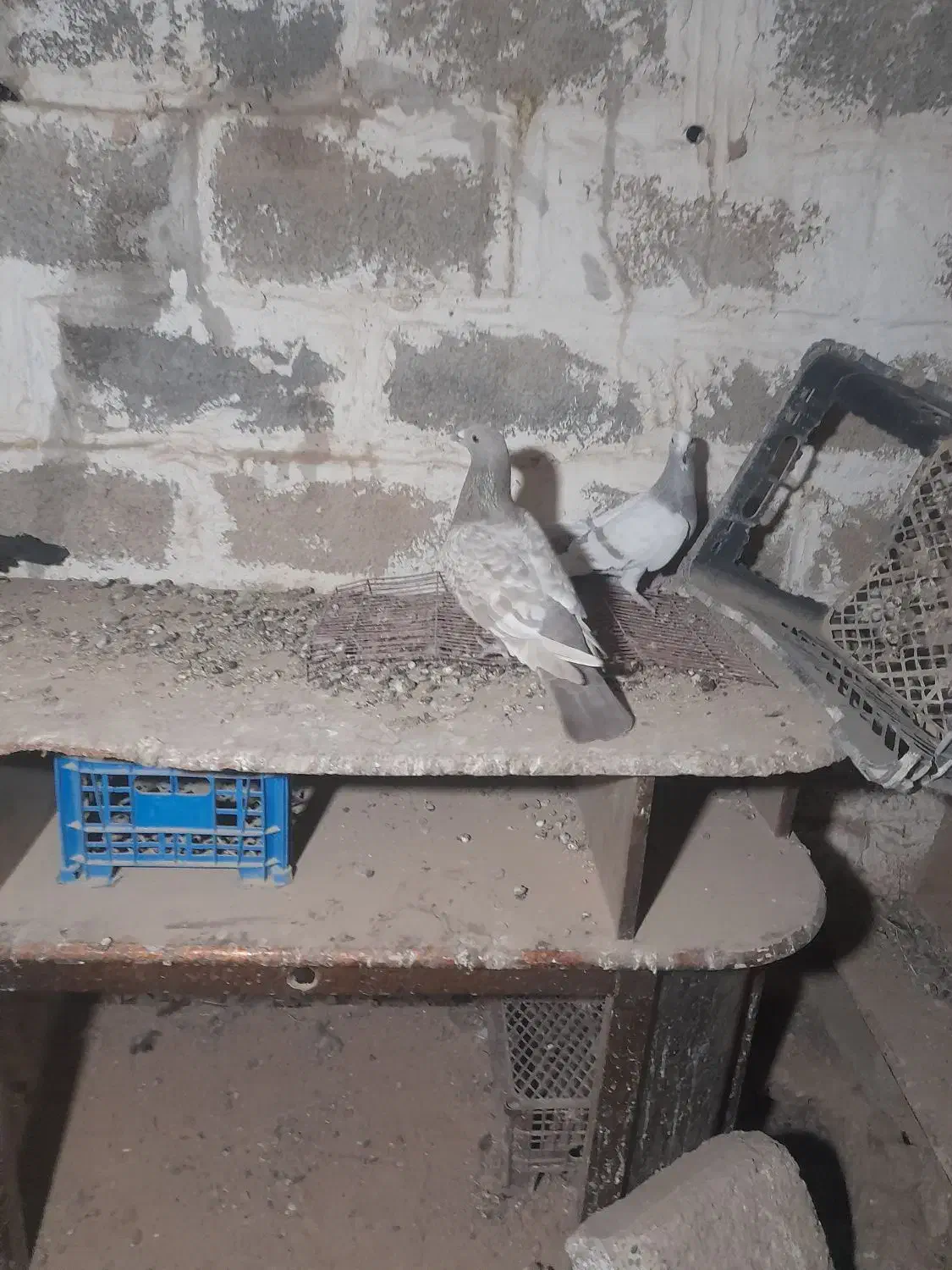 کبوتر پلاکی دورگ|پرنده|بهبهان, |دیوار