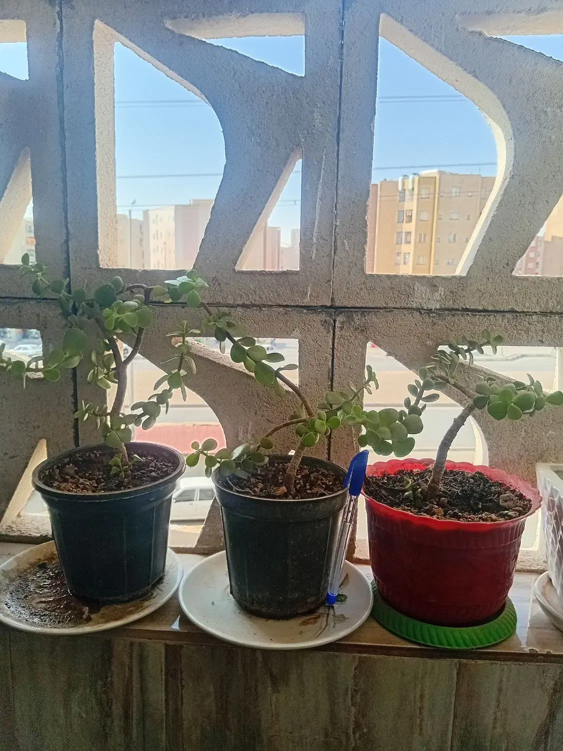 گل خرفه|گل و گیاه طبیعی|محمدیه-قزوین, |دیوار