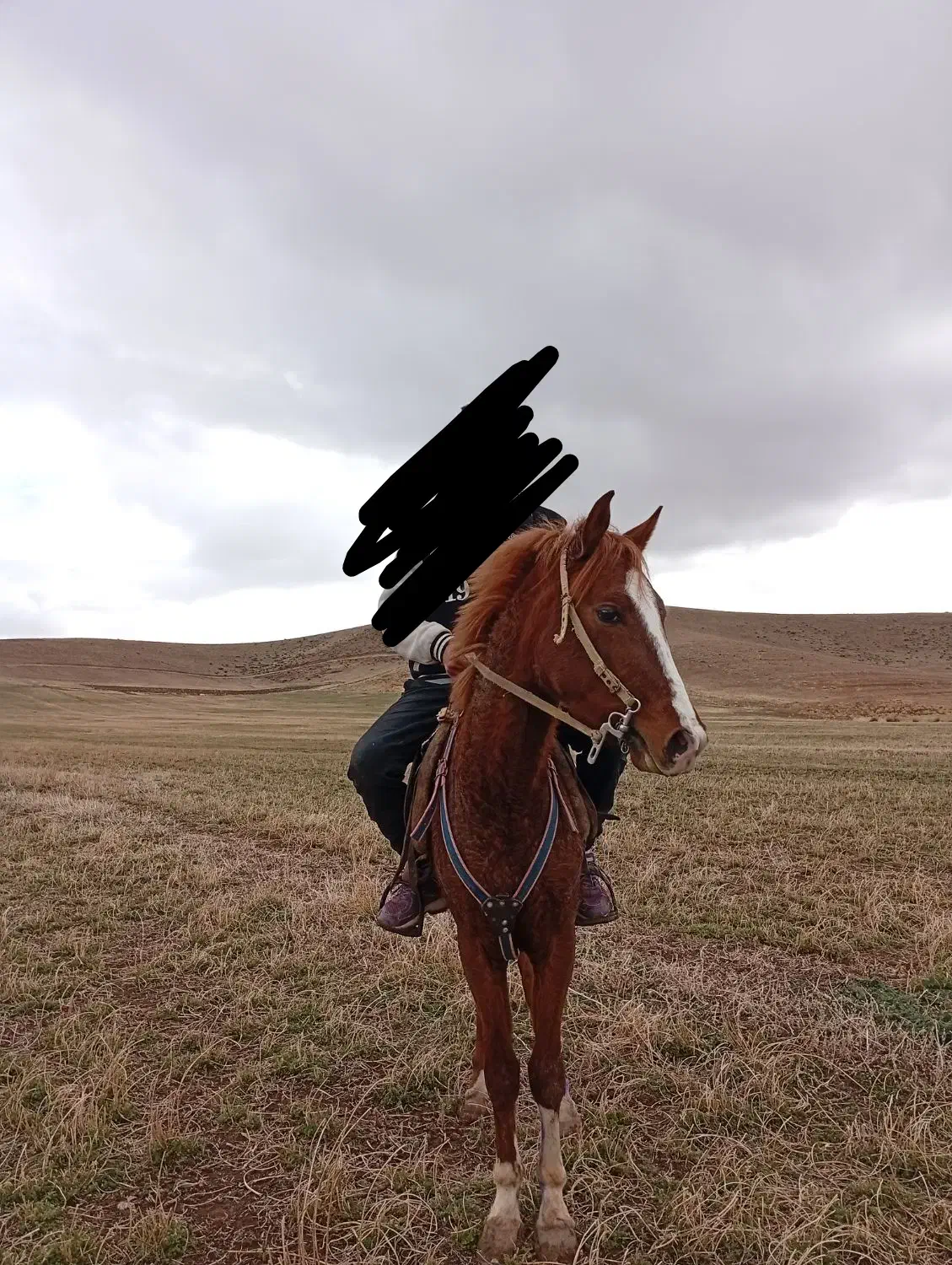 اسب عرب دره‌شوری|اسب و تجهیزات اسب‌سواری|بیرانوند, |دیوار