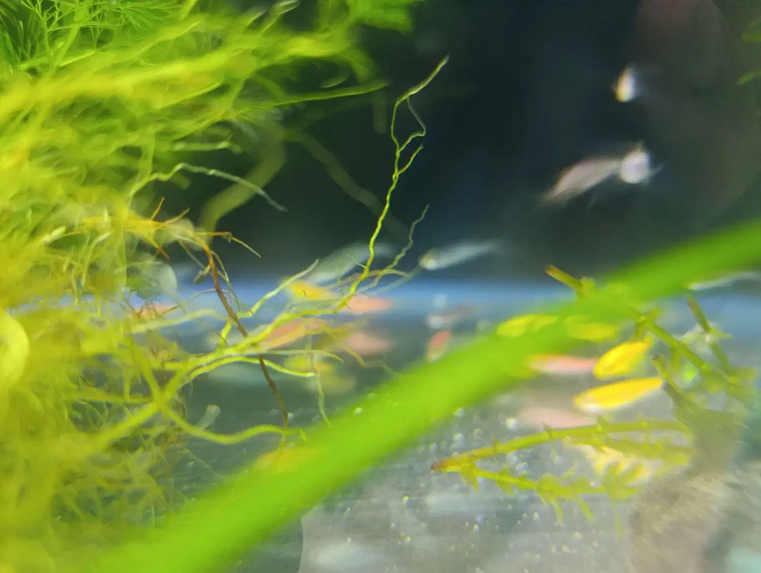 آکواریوم پرت فیش|ماهی|اهواز, ۲۴ متری|دیوار