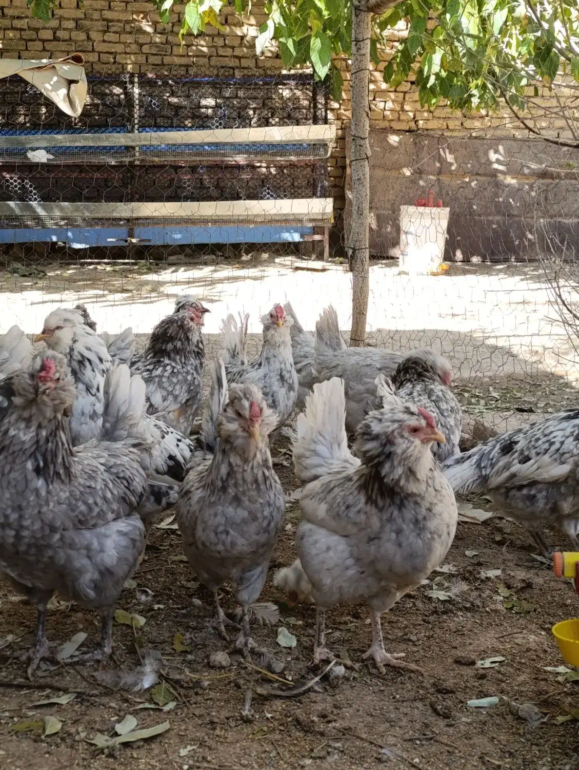 جوجه گلین طوسی|حیوانات مزرعه|اصفهان, دانشگاه اصفهان|دیوار