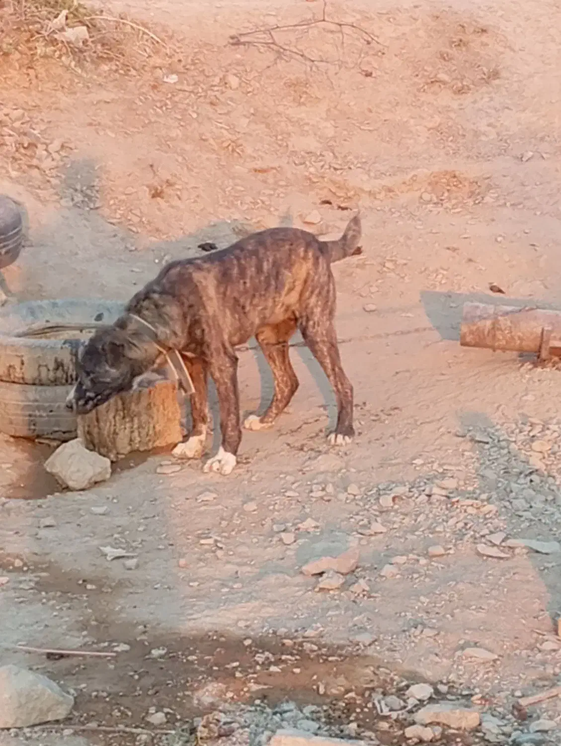 سگ نگهبان|سگ|بیرجند, |دیوار