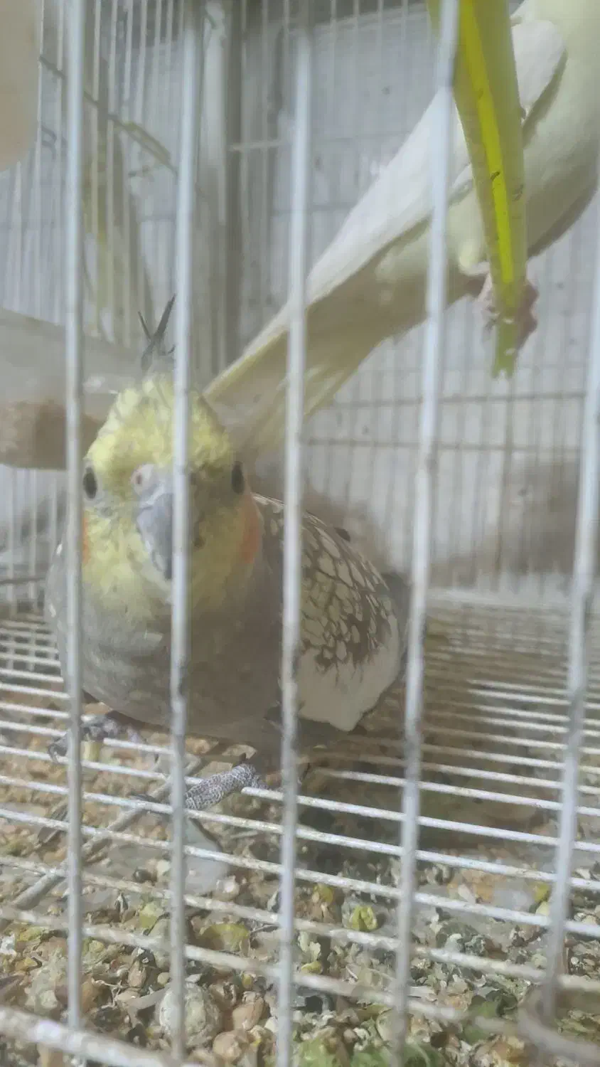 عروس هلندی بالغ|پرنده|طرقبه, |دیوار