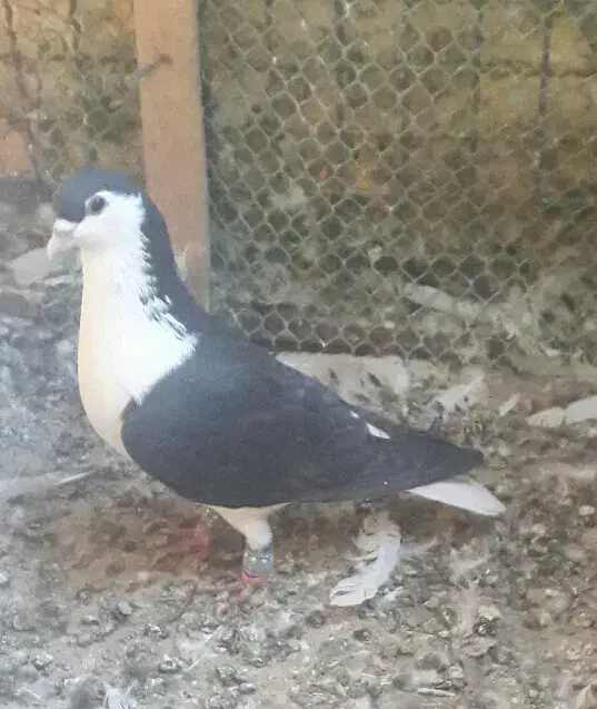 جفت نر ساده سیاه زدوخوردی بدون عیب ایراد|پرنده|شهرآباد, |دیوار