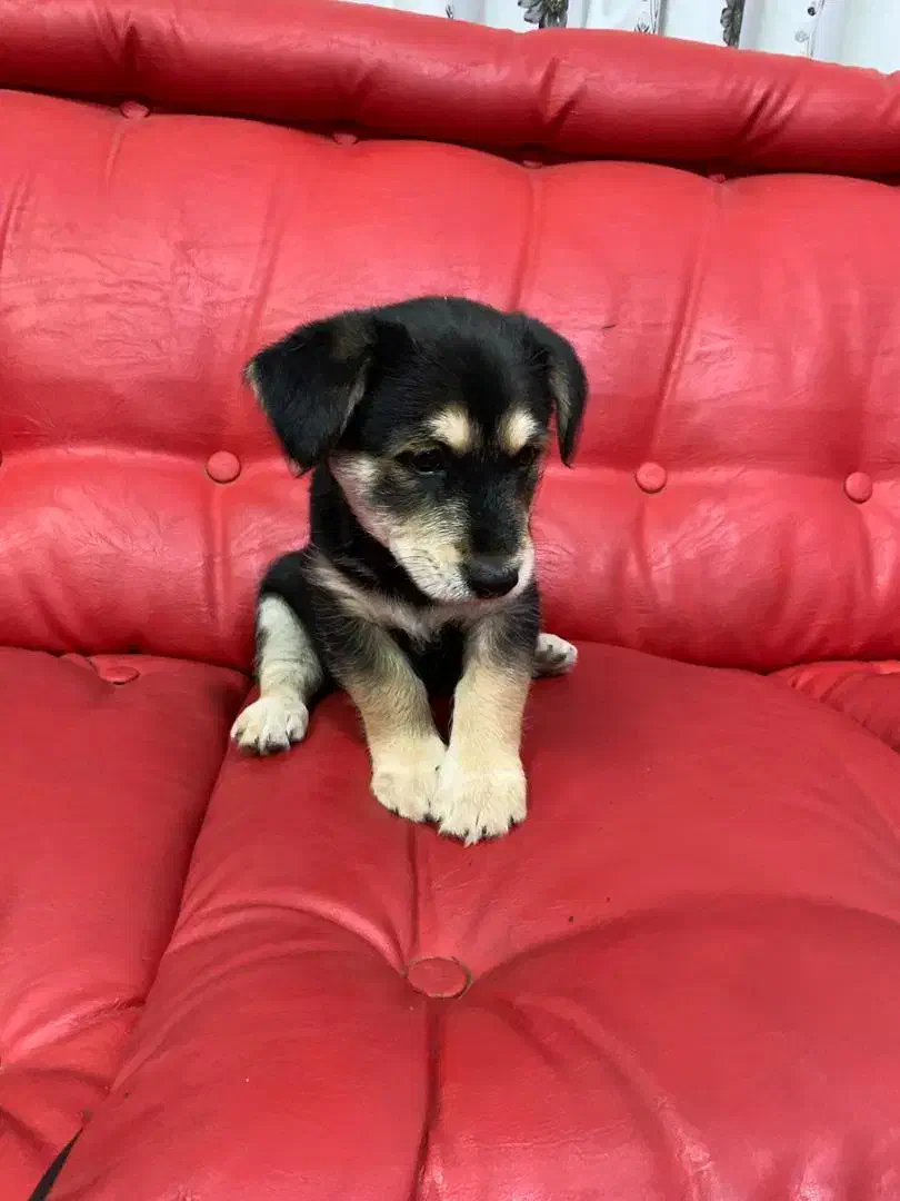 سگ پا کوتاه نژاددار|سگ|گرگان, |دیوار