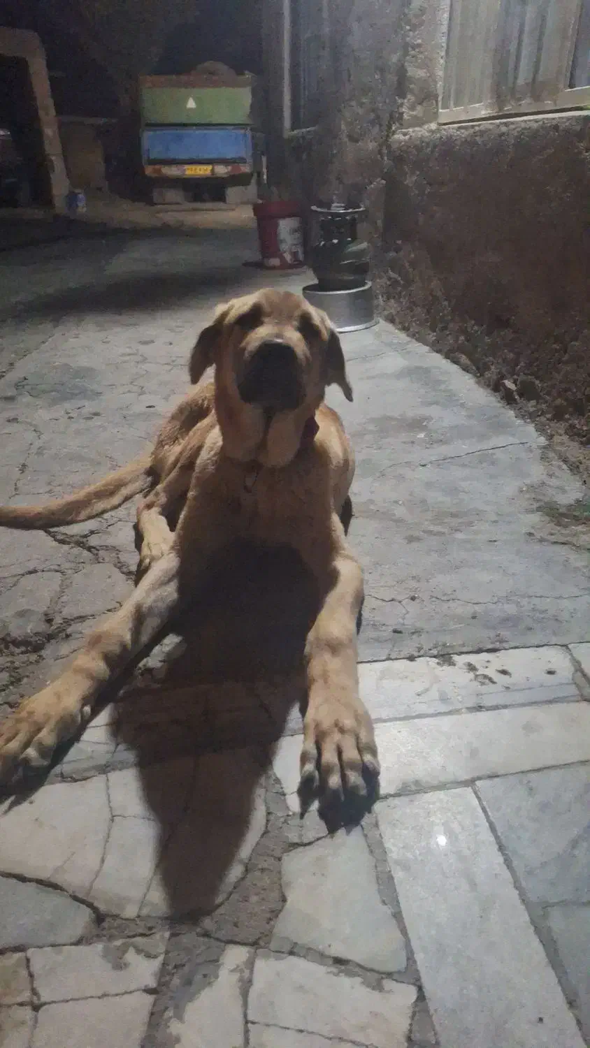 سگ پژدر|سگ|قروه, |دیوار