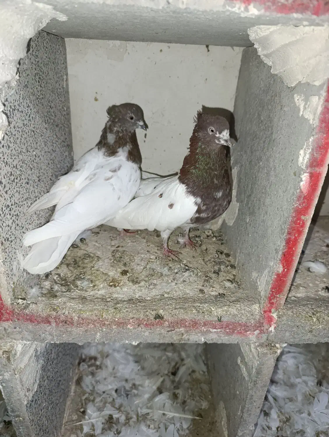 کبوتر کله زرد کاکلی و...|پرنده|میانه, |دیوار