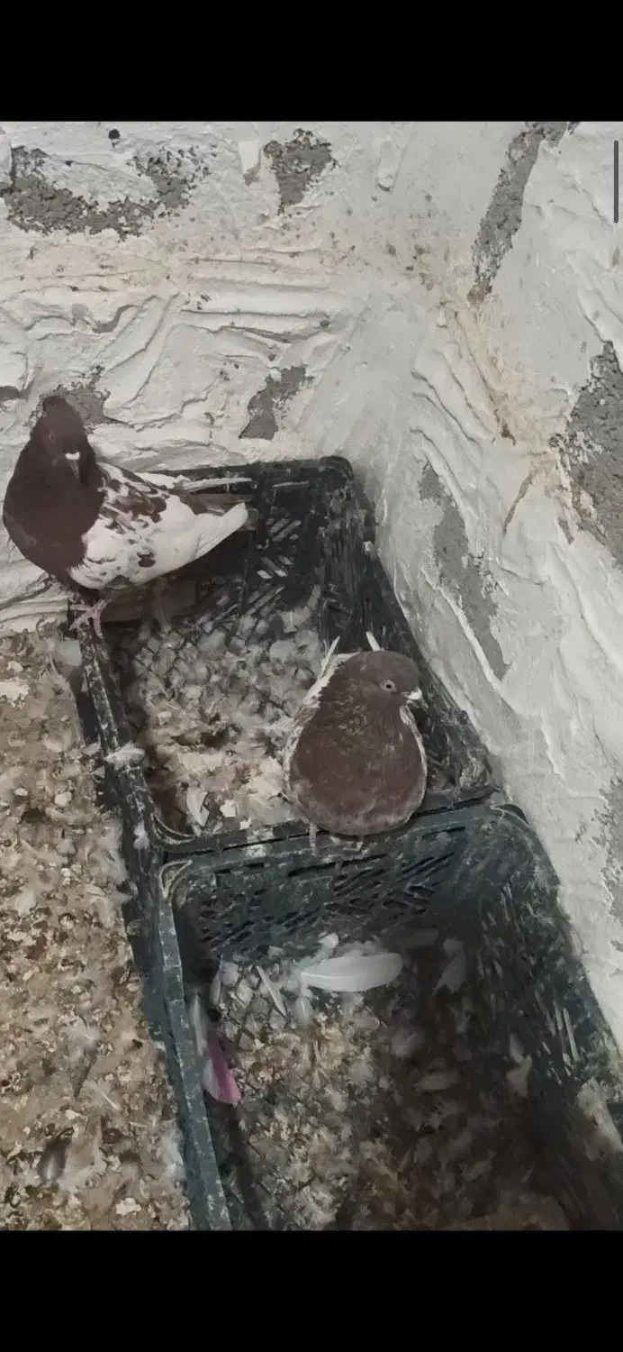 پرنده کفتر|پرنده|خنج, |دیوار