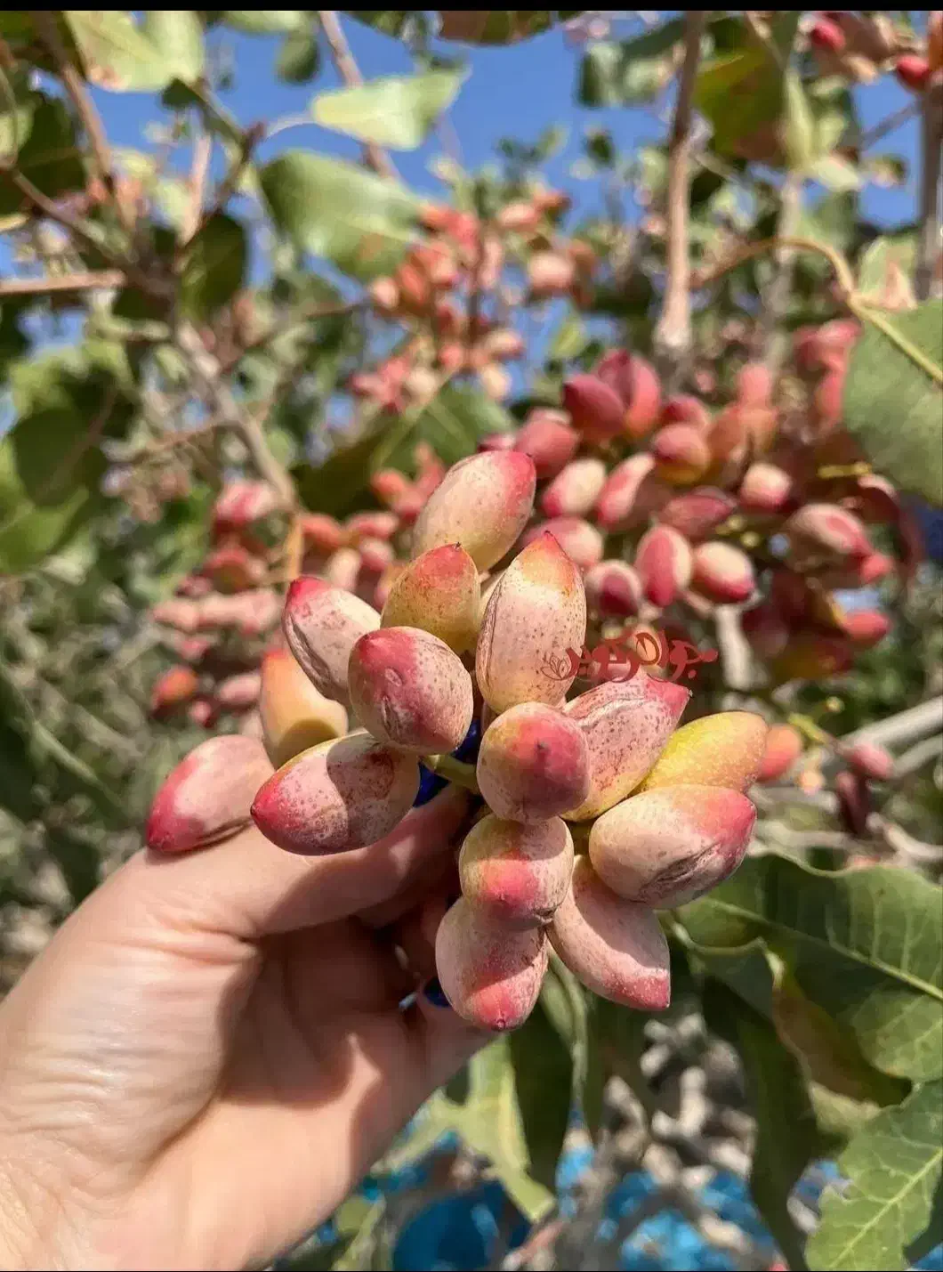 فروش انواع نهال مرغوب مستقیم از نهالستان|خدمات باغبانی و درختکاری|تاکستان, |دیوار