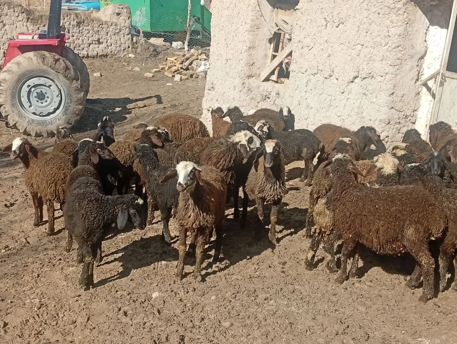 بره|حیوانات مزرعه|ضیاء آباد, |دیوار